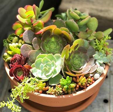 A variety of lush succulents arranged artfully in a wide container